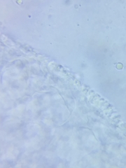 Marasmius minutissimus