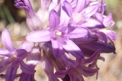 Dichelostemma multiflorum
