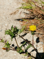 Helminthotheca echioides