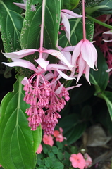Medinilla magnifica