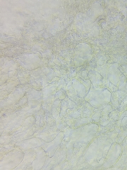 Marasmius minutissimus