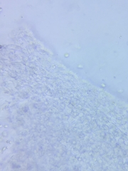 Marasmius minutissimus