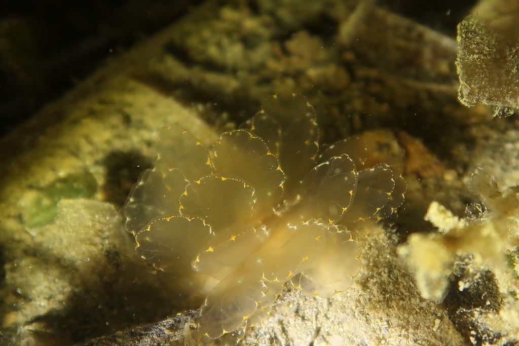 Photo of Elegant cyerce (Cyerce elegans)