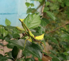 Pseudoxyops perpulchra