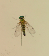 Chrysopilus asiliformis