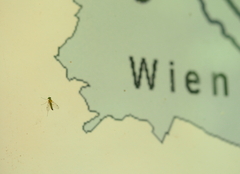 Chrysopilus asiliformis