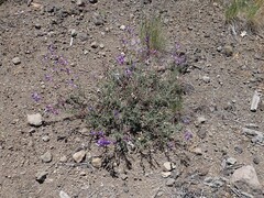 Penstemon laetus laetus