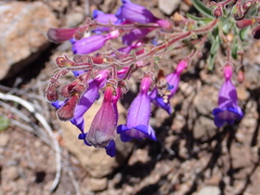 Penstemon laetus laetus