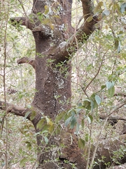 Quercus laurina