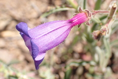 Penstemon laetus laetus