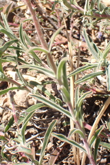 Penstemon laetus laetus
