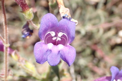 Penstemon laetus laetus