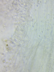 Marasmius minutissimus