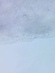 Marasmius minutissimus