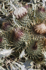 Onopordum acaulon
