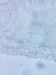 Marasmius minutissimus