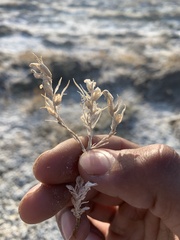 Chloropyron tecopense