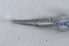 Benoit's Lanternfish photo 4