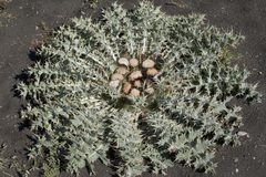 Onopordum acaulon