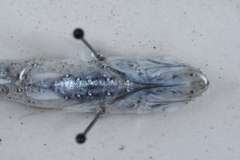 Benoit's Lanternfish photo 3