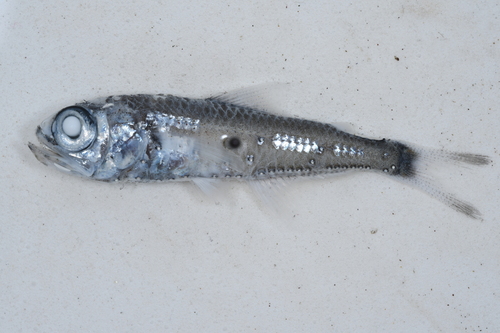 Benoit's Lanternfish