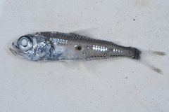 Benoit's Lanternfish photo 2