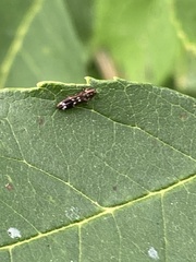 Agrilus subcinctus