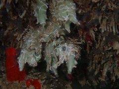 Haliclona caerulea