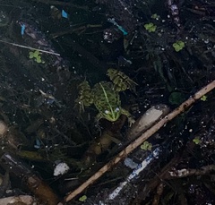 Pelophylax kurtmuelleri