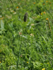 Phleum alpinum alpinum
