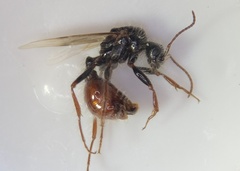 Pogonomyrmex comanche
