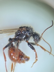 Pogonomyrmex comanche