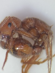 Pogonomyrmex comanche