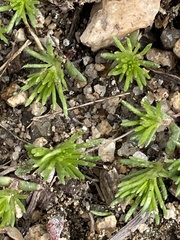 Leptosiphon nuttallii