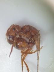 Pogonomyrmex comanche