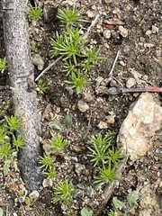 Leptosiphon nuttallii