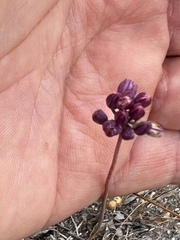 Allium pruinatum