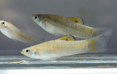 Poecilia hispaniolana