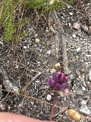 Allium pruinatum