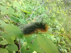 Arctia virginalis