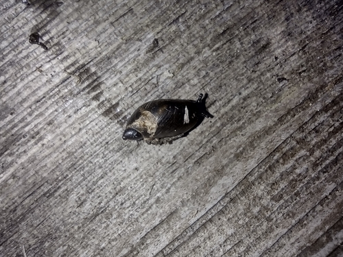 jantárovkovité (Succineidae)