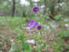 Penstemon leonensis