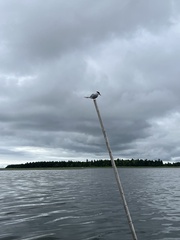 Media resource of Sterna hirundo