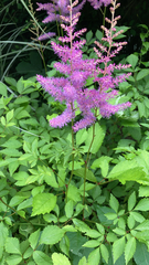 Astilbe rubra