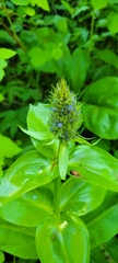 Frasera fastigiata