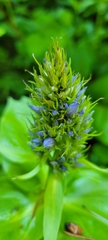 Frasera fastigiata