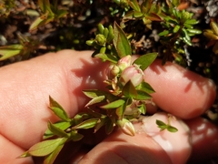Vaccinium boreale