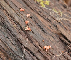 Mycena roseoflava
