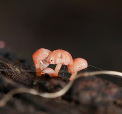 Mycena roseoflava