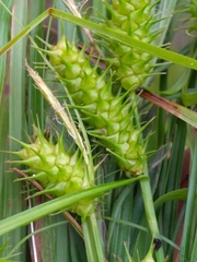 Carex baileyi